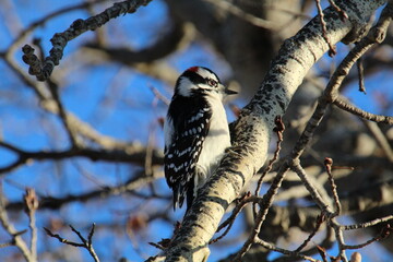 woodpecker in the tree