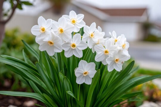 Paperwhite narcissus flowers blooming in a suburban garden
