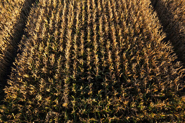 Corn field seen from above with dry autumn leaves