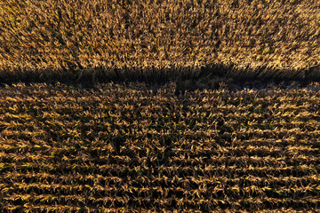 Corn field seen from above with dry autumn leaves