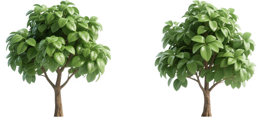 Obraz premium 木 植物 自然 緑