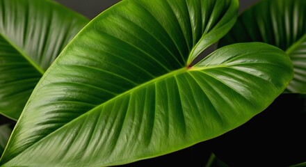 Glossy Green Philodendron Leaf with Prominent Veins Against Dark