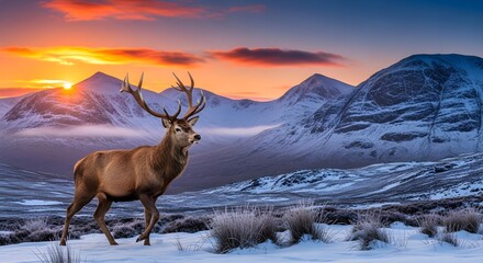 A powerful stag strides through frosted grasses on a snowy highland ridge, the rising sun casting warm color over rugged mountains and low clouds, blending motion, strength, and radiant winter wildern