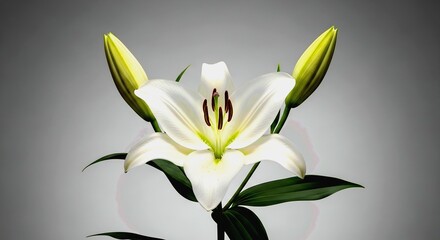 Obraz premium Elegant White Lily with Two Buds Against a Soft Gray Gradient Ba