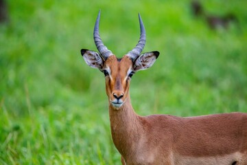 Impala (Aepyceros melampus) is a medium-sized antelope that lives in the east and south of Africa.
