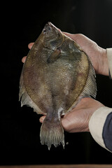 Fresh Whole Flounder Fish in Hands - Premium Seafood Ready for Cooking