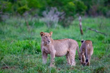 Lions (Panthera leo) are a importent part of African wildlife. 