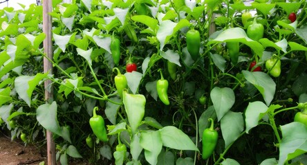 Lush Green Chili Peppers Growing on a Farm.