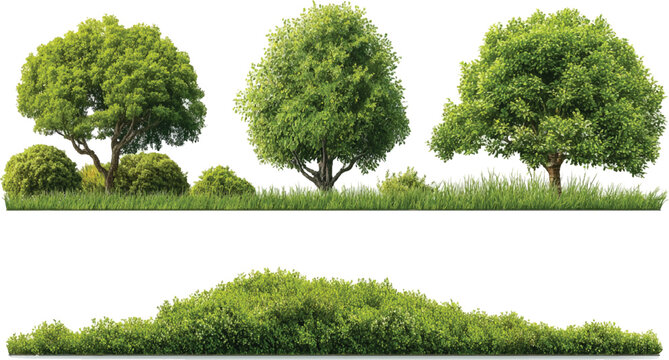 Three green trees with lush foliage and surrounding grass and bushes on a white background leaves