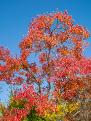 樹木が色づく芦屋市総合公園ミラタップパークの秋