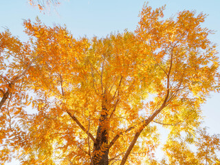 樹木が色づく芦屋市総合公園ミラタップパークの秋