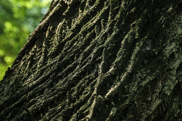 Ancient Tree Bark Texture Close-up with Natural Sunlight and Forest Background