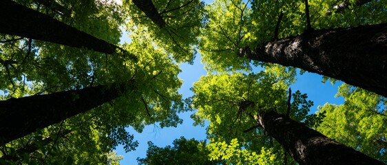 serene woodland treetops forming natural frame around bright blue sky