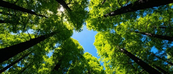 looking up at green forest canopy framing blue sky from below