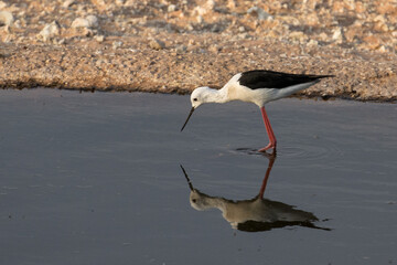 Himantopus himantopus, Black-winged stilt feeding in the waterhole at Twee Rivieren, Kgalagadi, South Africa