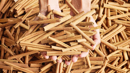 cinnamon sticks top view in hands, raw spice