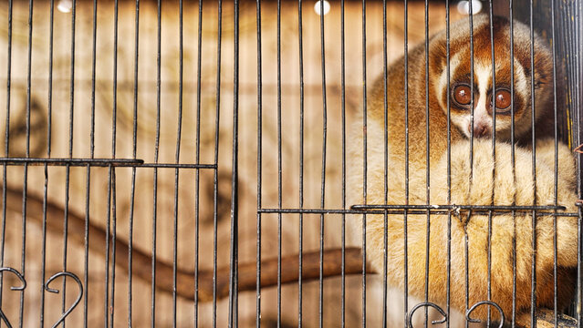 Sumatran slow loris, nycticebus hilleri, is a strepsirrhine primate native to sumatra, indonesia, endangered mammal species or animals in cage