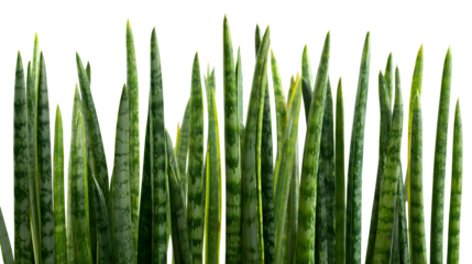Closeup of sansevieria trifasciata plants showing their green leaves and pointed tips against a in a studio setting
