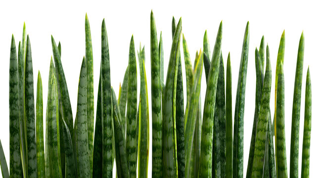 Closeup of sansevieria trifasciata plants showing their green leaves and pointed tips against a in a studio setting
