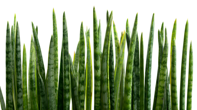 Closeup of sansevieria trifasciata plants showing their green leaves and pointed tips against a in a studio setting