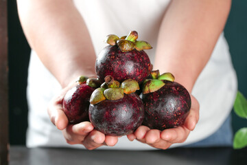 Fresh Thai Mangosteen Fruits in Hands - Tropical Exotic Fruit