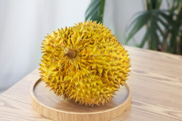 Fresh Golden Durian Fruit from Thailand on Wooden Plate with Tropical Background