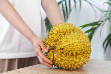 Fresh Golden Durian Fruit from Thailand with Spiky Shell Held by Woman on Wooden Table