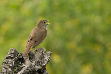 Nachtigall (Luscinia megarhynchos)
