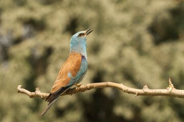 Blauracke (Coracias garrulus)