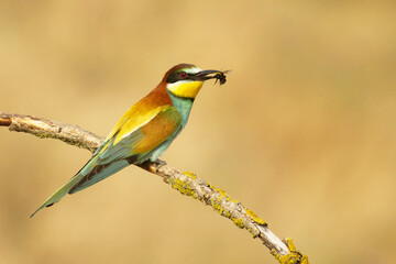Bienenfresser (Merops apiaster)