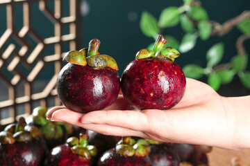 Fresh Mangosteen Fruit from Thailand - Exotic Tropical Asian Fruit in Hand