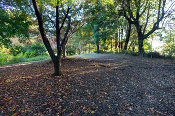 Colorful Autumn Trees - Mixed Fall Foliage with Red Yellow Green Leaves