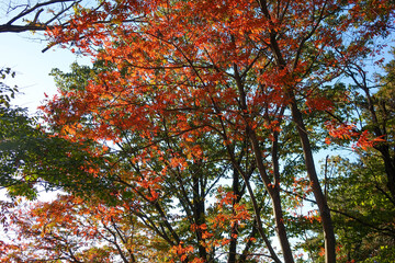 Colorful Autumn Trees - Mixed Fall Foliage with Red Yellow Green Leaves