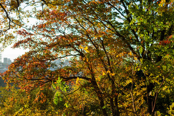 Colorful Autumn Trees - Mixed Fall Foliage with Red Yellow Green Leaves