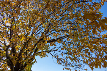 Colorful Autumn Trees - Mixed Fall Foliage with Red Yellow Green Leaves