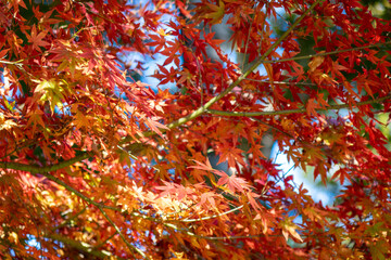 Red Maple Leaves Against Blue Sky - Vibrant Autumn Foliage Close-up