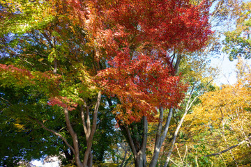 Colorful Autumn Trees - Mixed Fall Foliage with Red Yellow Green Leaves
