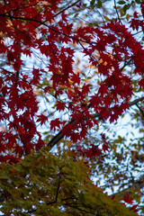 Red Maple Leaves Against Blue Sky - Vibrant Autumn Foliage Close-up