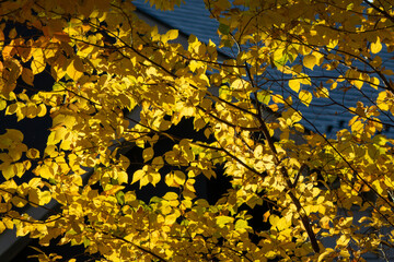 Yellow Leaves - Vibrant Autumn Foliage Close-up