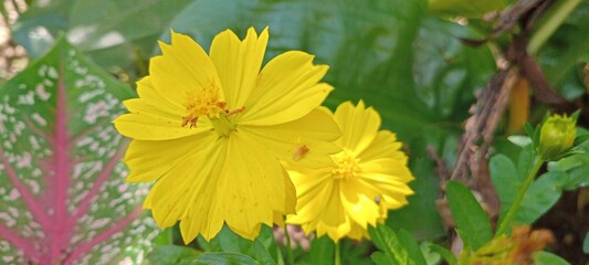 The bright yellow kenikir flower blooms with serrated petals, while the background features trees and moist green leaves that provide a natural and serene atmosphere.