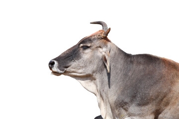 Indian cow also known as Brahman cattle isolated on white background.