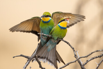 Sqwallow-tailed bee-eater in the Kgalagadi, South Africa. The insect is used as partof the courtship display.