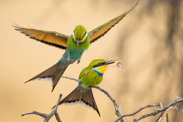 Sqwallow-tailed bee-eater in the Kgalagadi, South Africa. The insect is used as partof the courtship display.