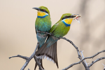 Sqwallow-tailed bee-eater in the Kgalagadi, South Africa. The insect is used as partof the courtship display.