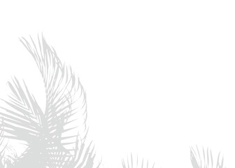 Realistic Transparent PNG Leaf Shadow Vector Botanical for Mockups with Natural Light and Shadow