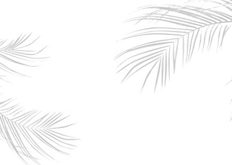 Realistic Transparent PNG Botanical Leaf Shadow Vector for Mockups with Natural Light and Shadow