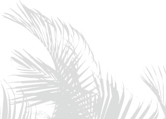 Realistic Transparent PNG Leaf Botanical Shadow Vector for Mockups with Natural Light and Shadow