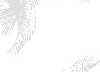 Realistic Transparent PNG Leaf Shadow Botanical Vector for Mockups with Natural Light and Shadow