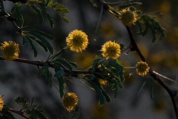 Background - backlit golden yellow thorn tree flowers