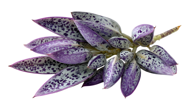 Closeup of a tradescantia fluminensis plant showcasing its vibrant purple and silver leaves with unique spotted patterns